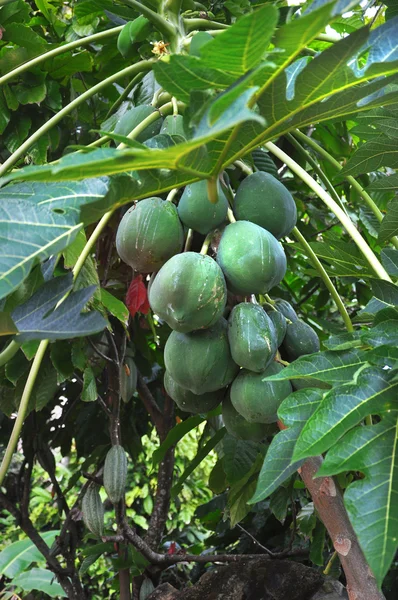Nueces tropicales verdes en el arbusto —  Fotos de Stock