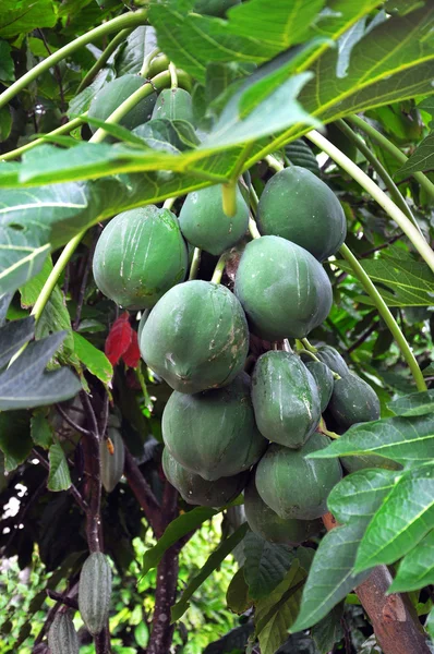 Groene tropische noten op de bush — Stockfoto
