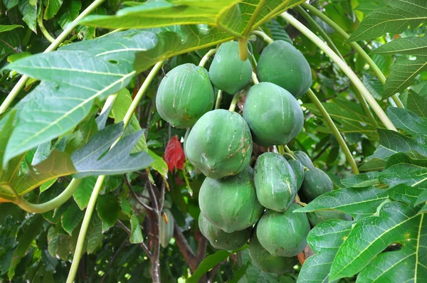 Nueces tropicales verdes en el arbusto — Foto de Stock