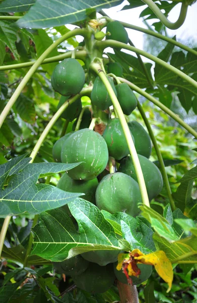 Grønne tropiske nødder på busken - Stock-foto