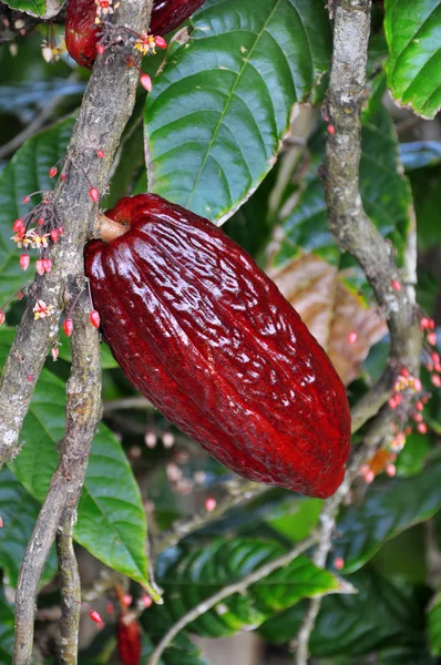 Cacao pod a fa — Stock Fotó