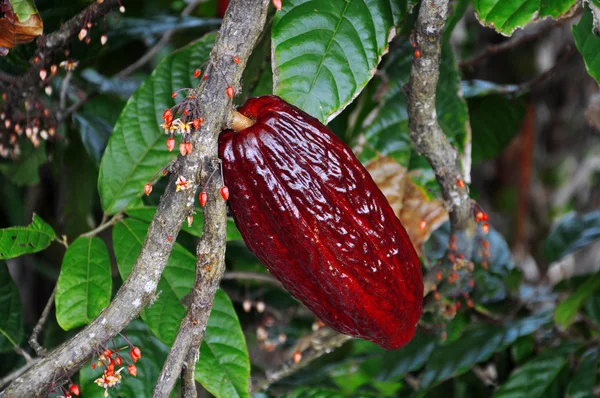 Pod kakao na drzewo — Zdjęcie stockowe