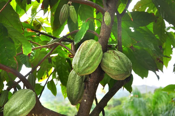 Cacao pod på träd — Stockfoto