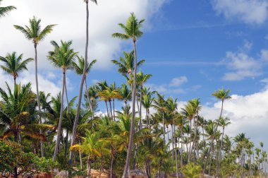 Gök manzarası önünde palmiye ağaçları.