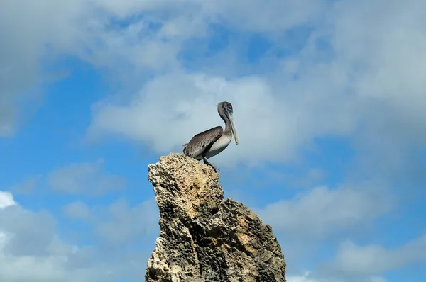 Gray pelican on a rock against the blue sky — Stock Photo, Image