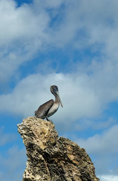 Cinza pelicano em uma rocha contra o céu azul — Fotografia de Stock