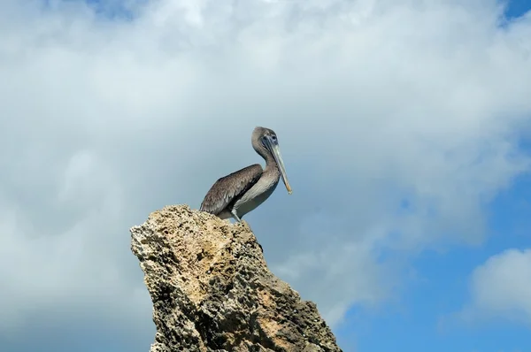 Pelícano gris sobre una roca contra el cielo azul — Foto de Stock