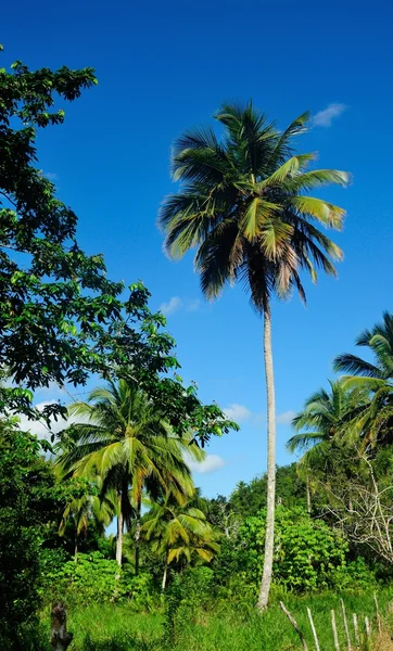 Palmové stromy před azurovým Panorama. — Stock fotografie
