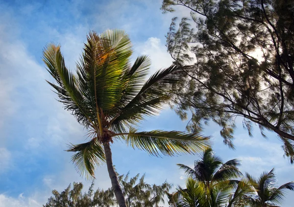Пальмові дерева перед блакитні горизонт. — стокове фото