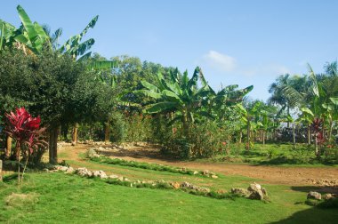 Tropical palm garden