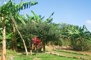 Tropical palm garden