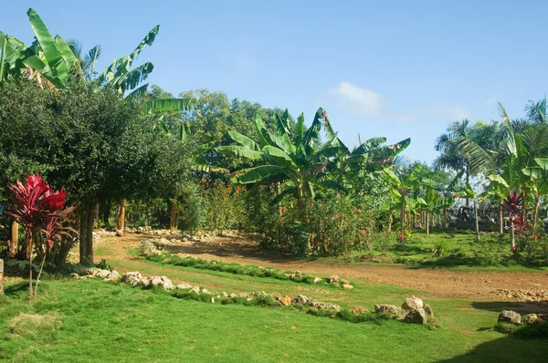 Jardín tropical de palmeras — Foto de Stock