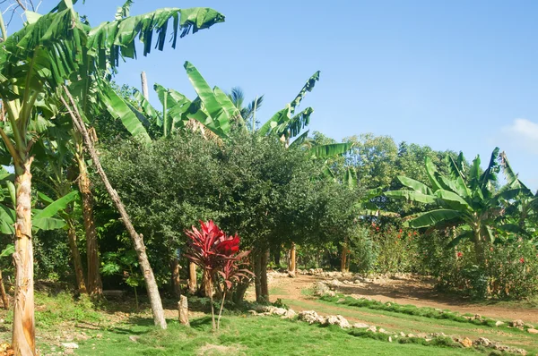 Jardín tropical de palmeras — Foto de Stock