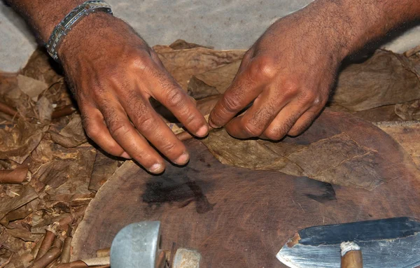 stock image Manufacture of cigars at the tobacco factory in the Dominican Republic