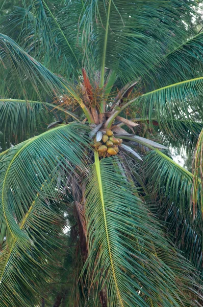 stock image Coconuts on the palm