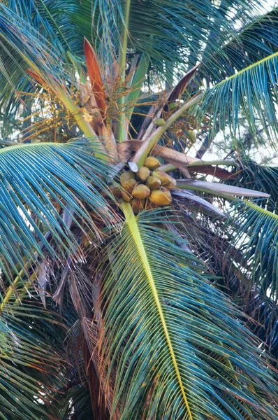 Noci di cocco sul palmo della mano — Foto Stock