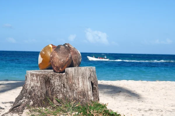 Zátiší - kokosové ořechy na pařezu proti modré obloze a oceán — Stock fotografie