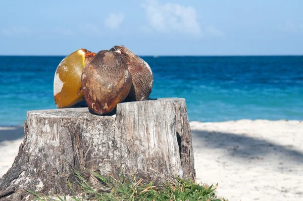 Zátiší - kokosové ořechy na pařezu proti modré obloze a oceán — Stock fotografie