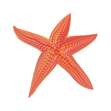 Starfish isolated on white clipart