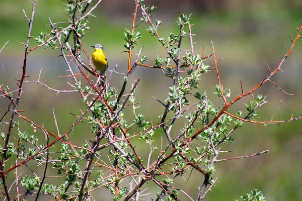 stock image Yellow Wagtail on the tree.