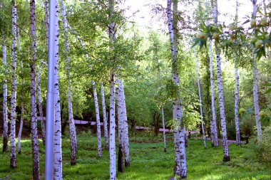 huş ağacı korusu.