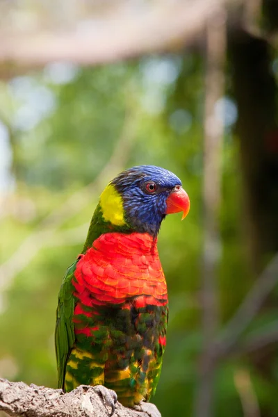 Adorable Lorikeet Bird — Stock Photo, Image