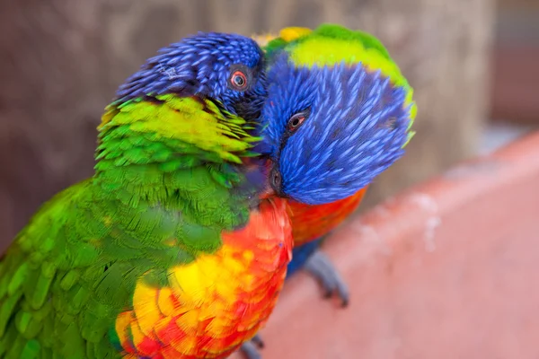 双彩虹小鹦鹉喂食得意洋洋的 免版税图库照片