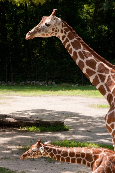 Matka a dítě žirafa — Stock fotografie