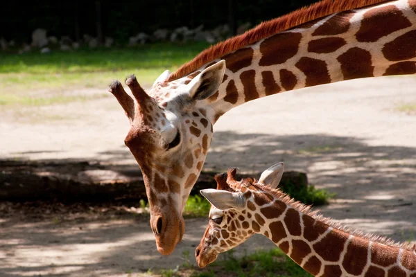 母亲和婴儿长颈鹿 图库图片