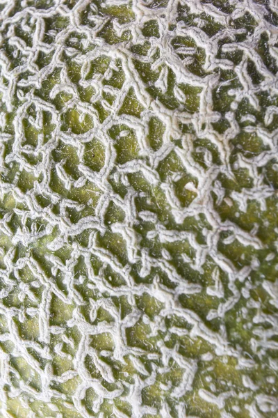 stock image Cantaloupe macro textures