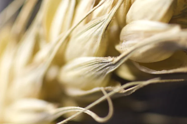 Makro der Weizenpflanze — Stockfoto
