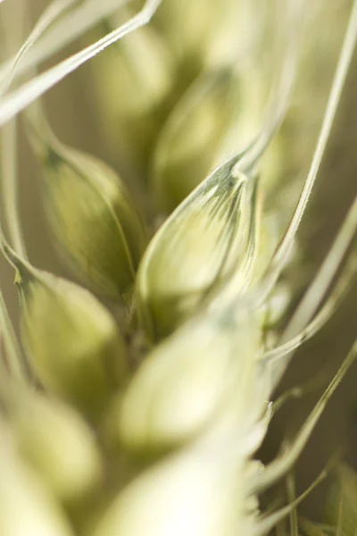 stock image Macro of wheat plant