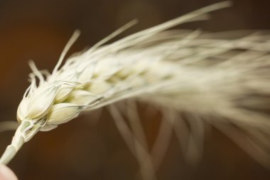 buğday bitkisinin makro