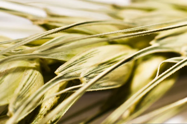 Macro of wheat plant — Stock Photo, Image