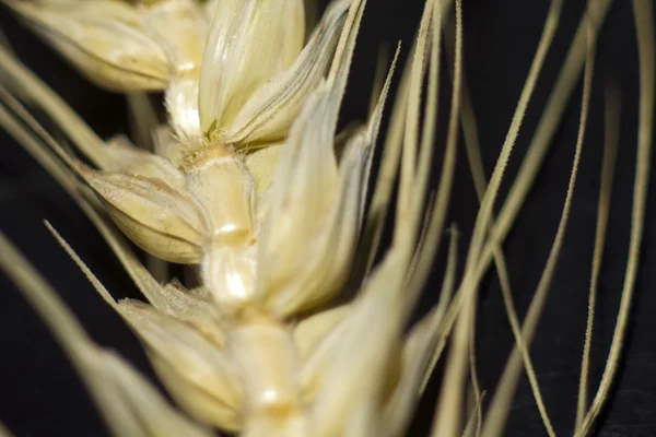 Macro de plante de blé — Photo