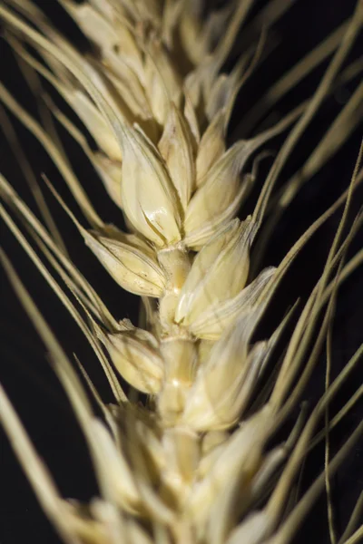 stock image Macro of wheat plant