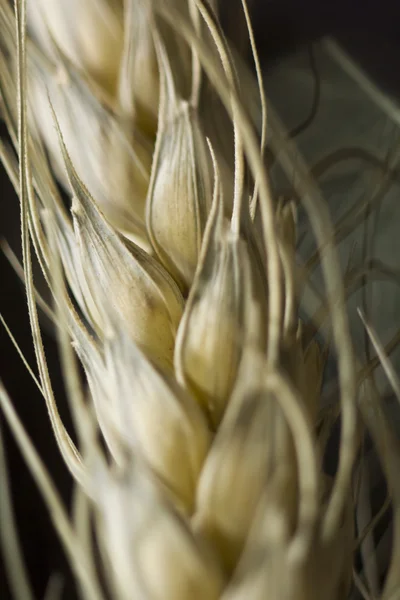 stock image Macro of wheat plant