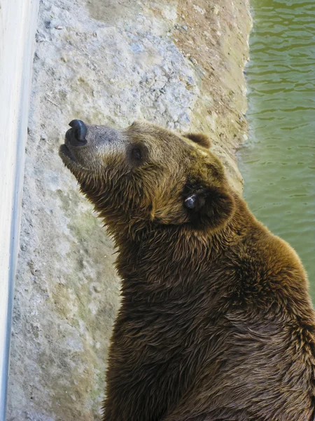 Medvěd hnědý — Stock fotografie
