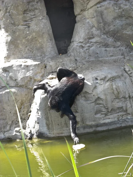 Шимпанзе в зоопарке — стоковое фото