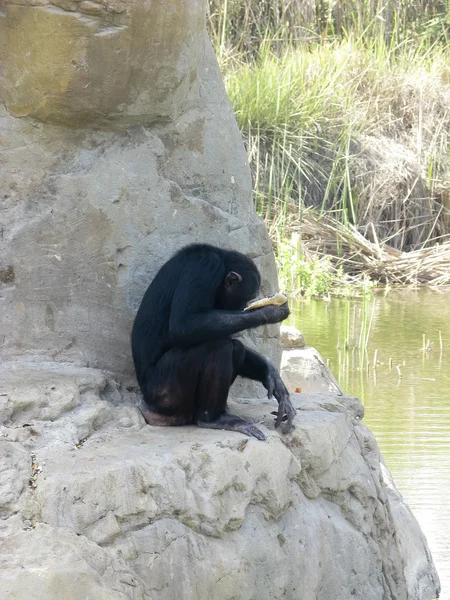 stock image Chimpanzee(s) at The Zoo