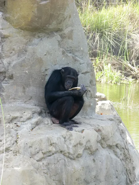 stock image Chimpanzee(s) at The Zoo