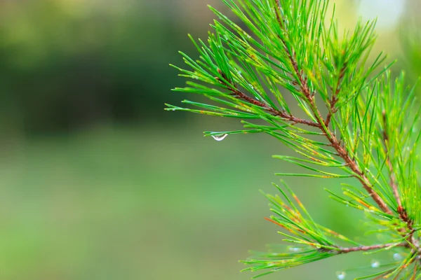 Gotas de lluvia en agujas de pino verde — Foto de Stock