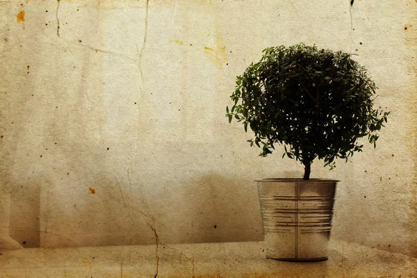 Träd i en aluminium potten på ett vitt bord. — Stockfoto
