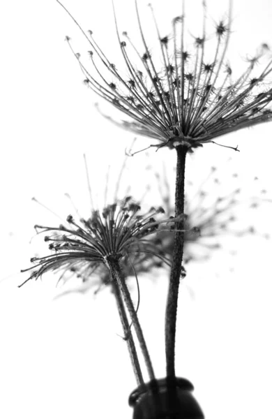 Černobílé abstraktní květinové pozadí — Stock fotografie