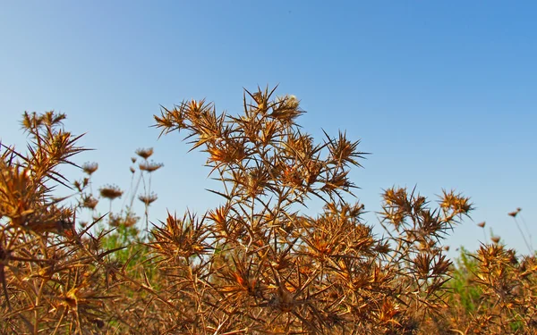 Серый поблекший цветок на фоне осенней травы — стоковое фото