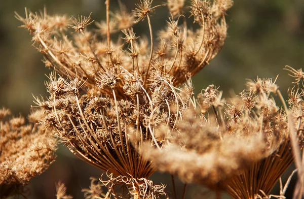 Серый поблекший цветок на фоне осенней травы — стоковое фото