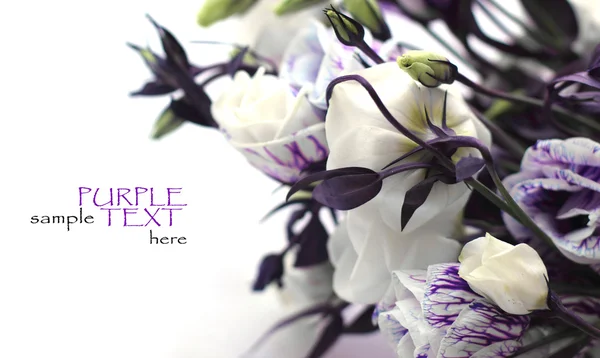 Flores púrpuras sobre un fondo blanco — Foto de Stock