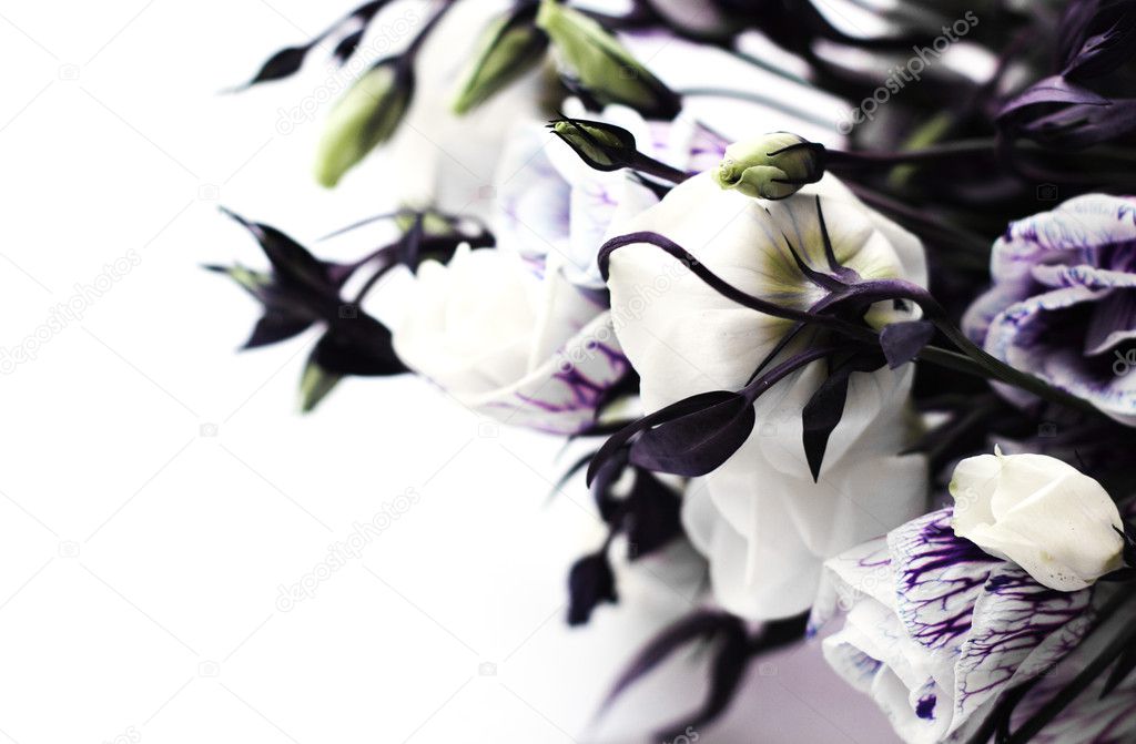Studio Shot of Purple Colore Flowers Isolated on White Background.