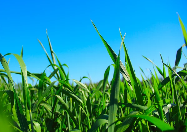 หญ้าสีเขียว ตอบท้องฟ้าสีฟ้า — ภาพถ่ายสต็อก