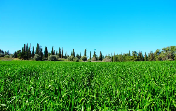 Зелена трава відповідає блакитному небу — стокове фото